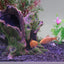 Your one-stop shop for diverse, top-quality aquarium supplies and accessories