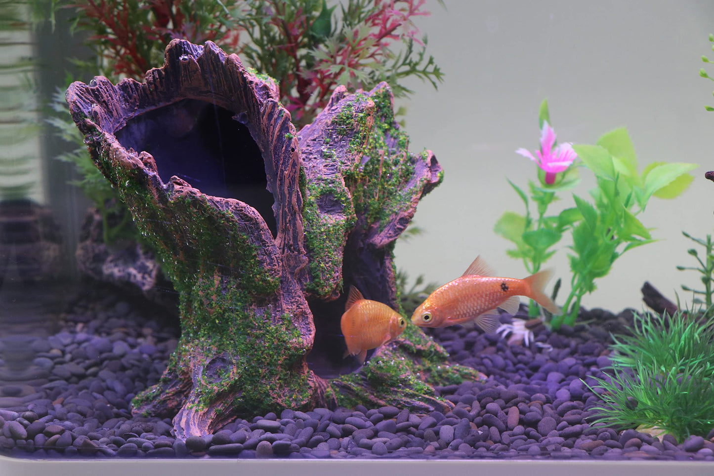 Your one-stop shop for diverse, top-quality aquarium supplies and accessories