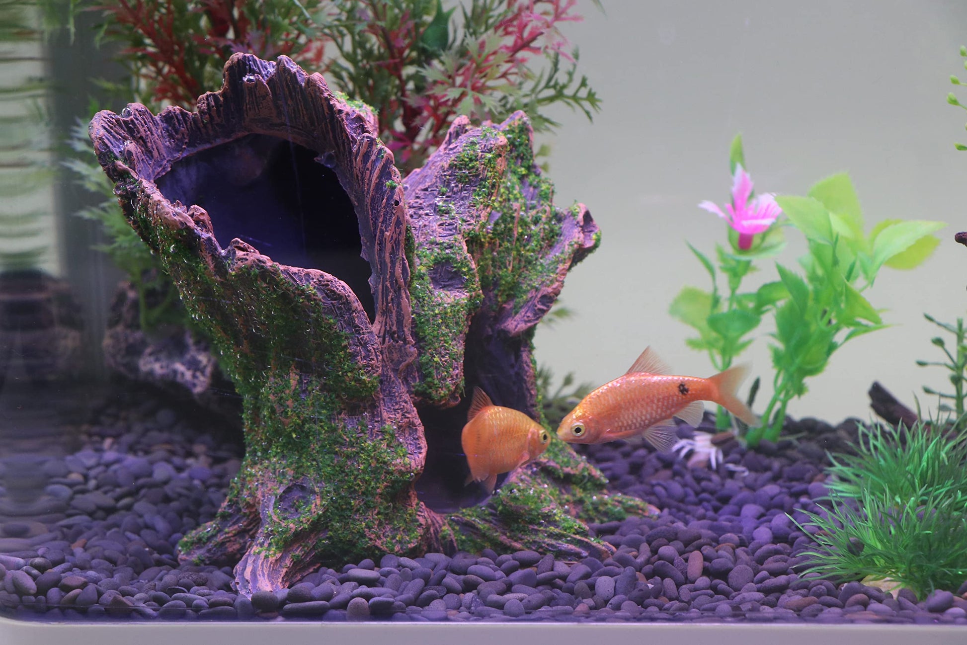 Your one-stop shop for diverse, top-quality aquarium supplies and accessories