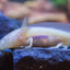 Your one-stop shop for diverse, top-quality aquarium supplies and accessories