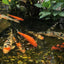 Your one-stop shop for diverse, top-quality aquarium supplies and accessories