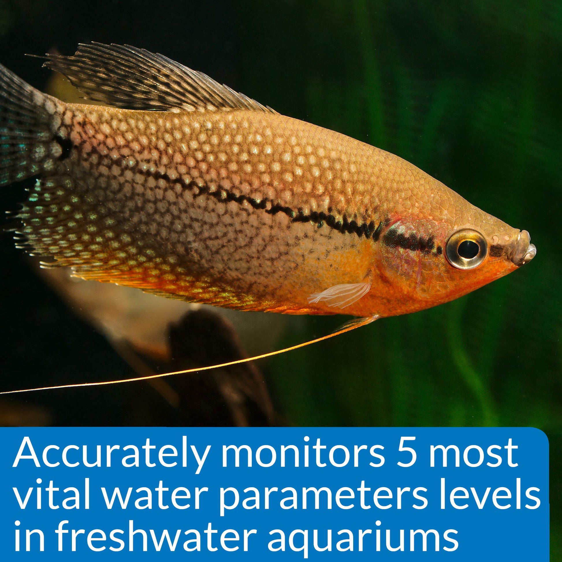 Your one-stop shop for diverse, top-quality aquarium supplies and accessories
