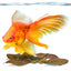 Your one-stop shop for diverse, top-quality aquarium supplies and accessories