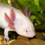 Your one-stop shop for diverse, top-quality aquarium supplies and accessories