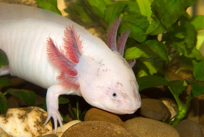 Your one-stop shop for diverse, top-quality aquarium supplies and accessories
