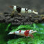 Your one-stop shop for diverse, top-quality aquarium supplies and accessories