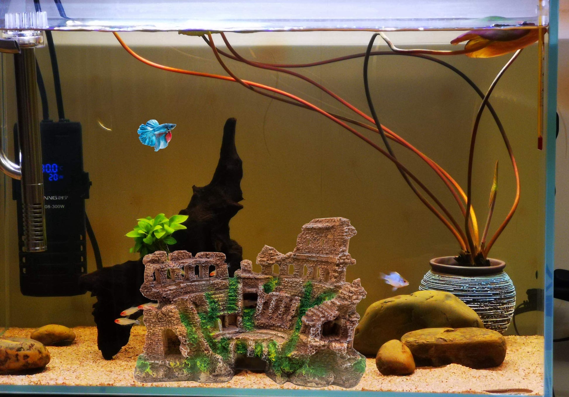 Your one-stop shop for diverse, top-quality aquarium supplies and accessories