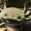 Your one-stop shop for diverse, top-quality aquarium supplies and accessories