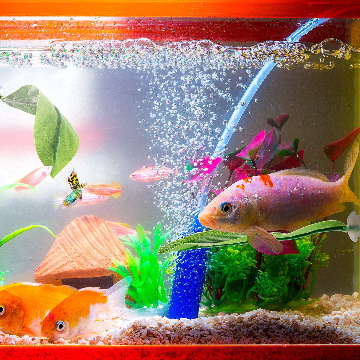 Your one-stop shop for diverse, top-quality aquarium supplies and accessories