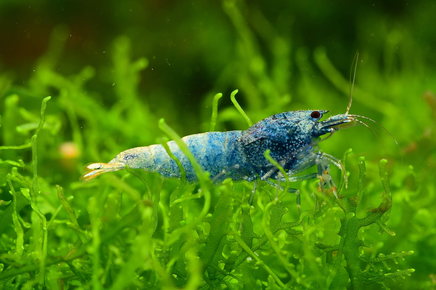 Your one-stop shop for diverse, top-quality aquarium supplies and accessories