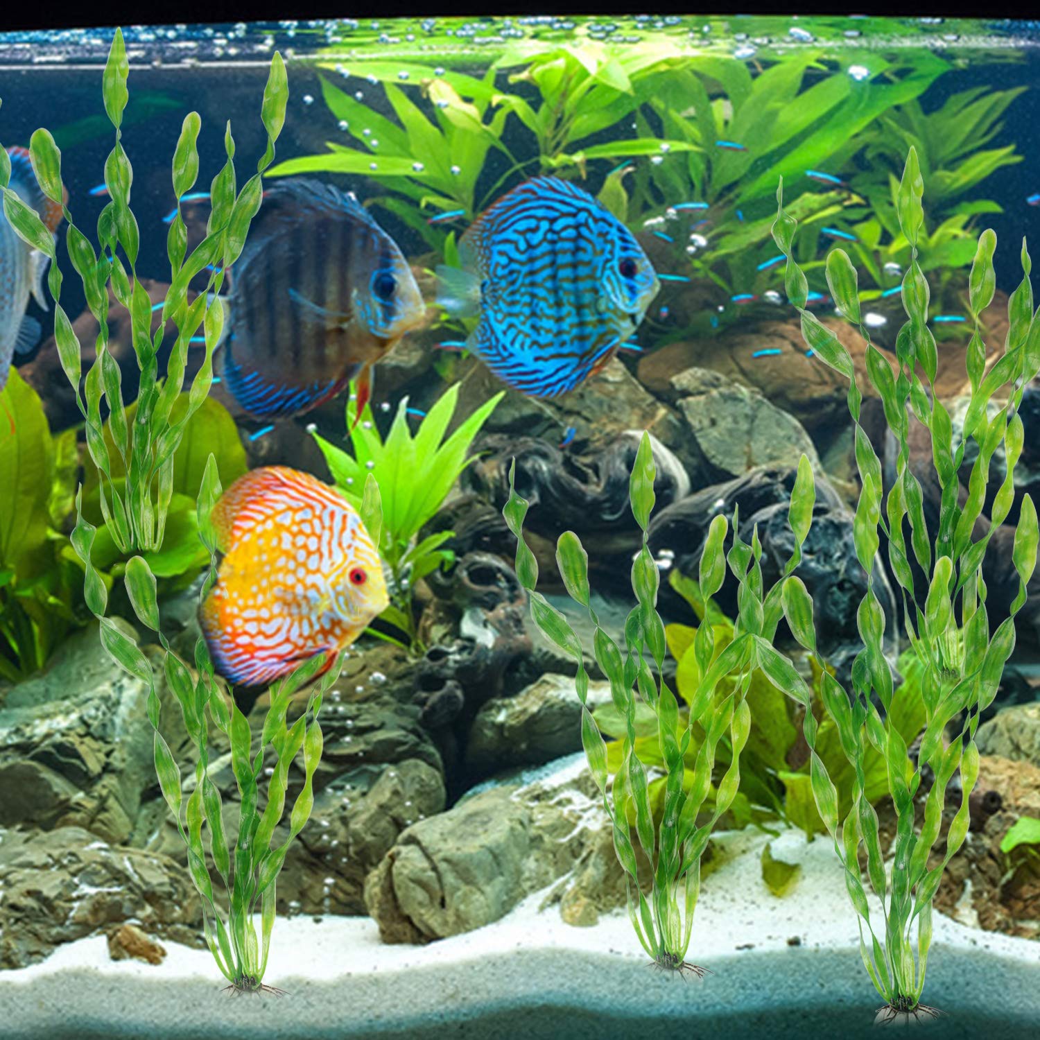 Your one-stop shop for diverse, top-quality aquarium supplies and accessories