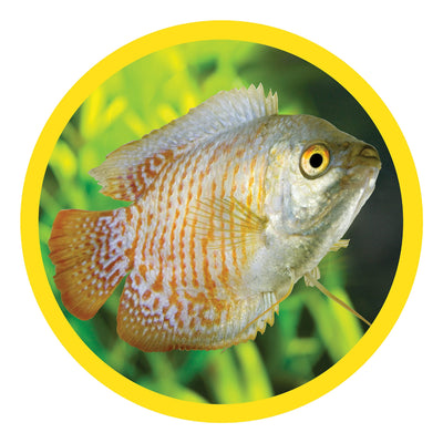 Your one-stop shop for diverse, top-quality aquarium supplies and accessories