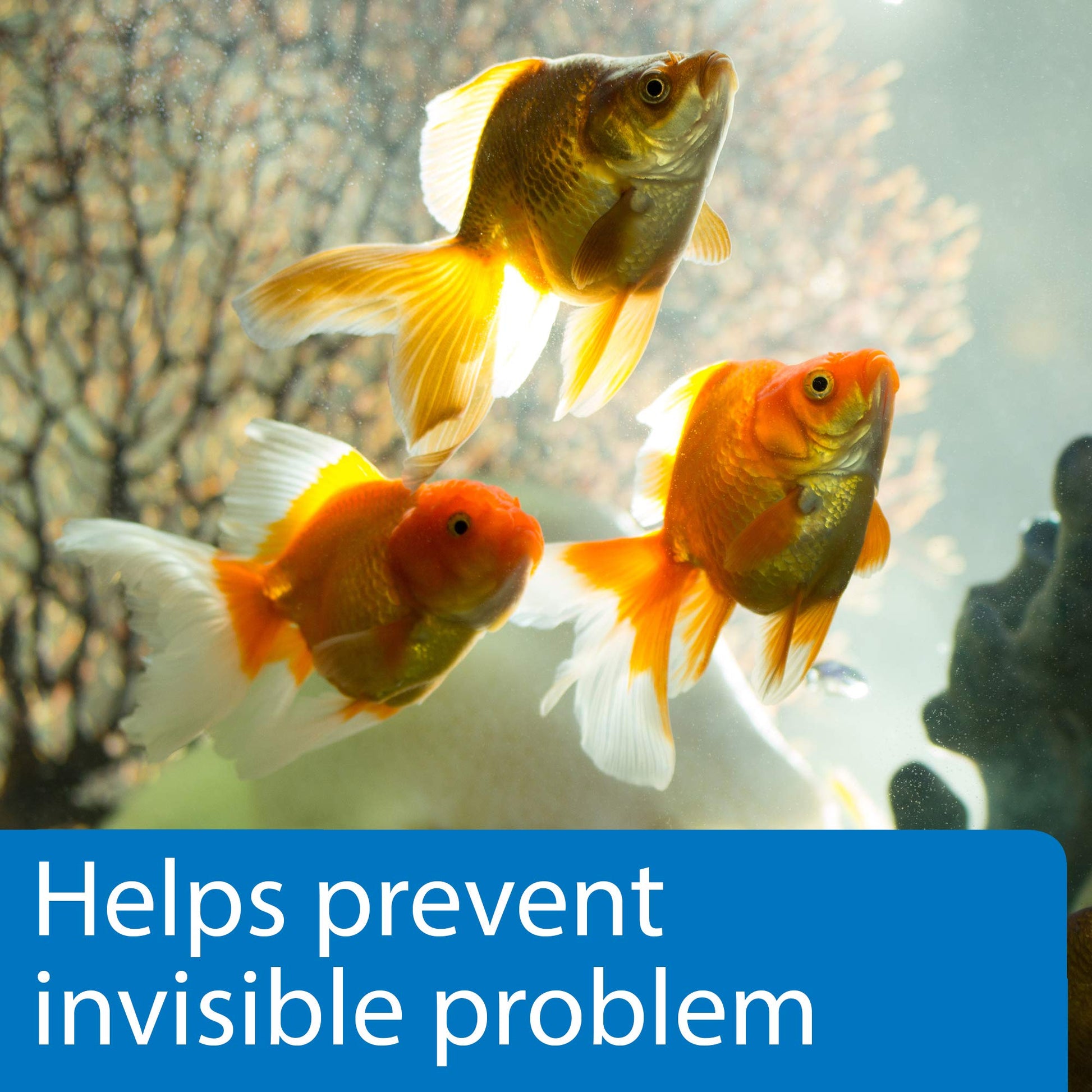 Your one-stop shop for diverse, top-quality aquarium supplies and accessories