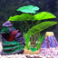 Your one-stop shop for diverse, top-quality aquarium supplies and accessories
