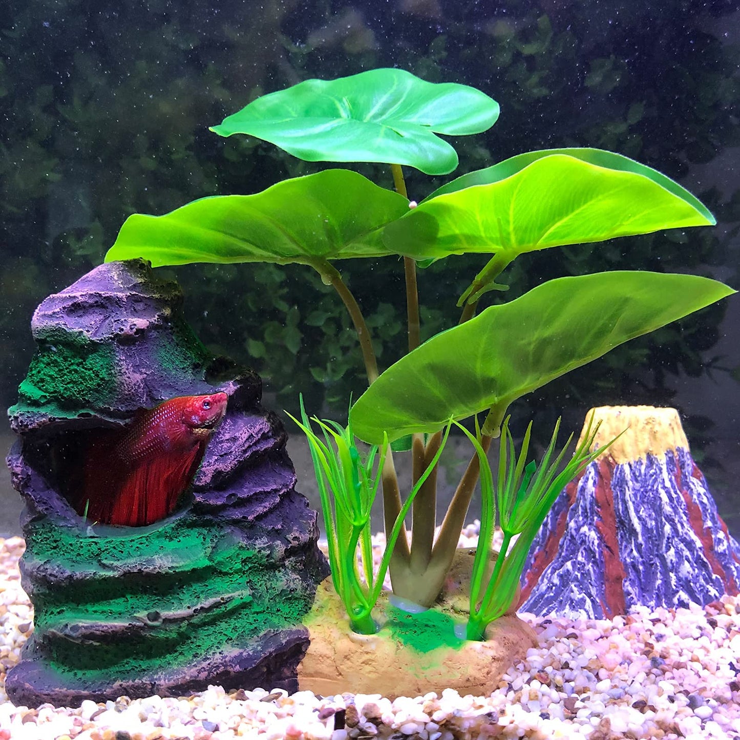 COOSPIDER Betta Fish Leaf Pad Hammock Aquarium Decoration Cichlid Fish – Supply AG