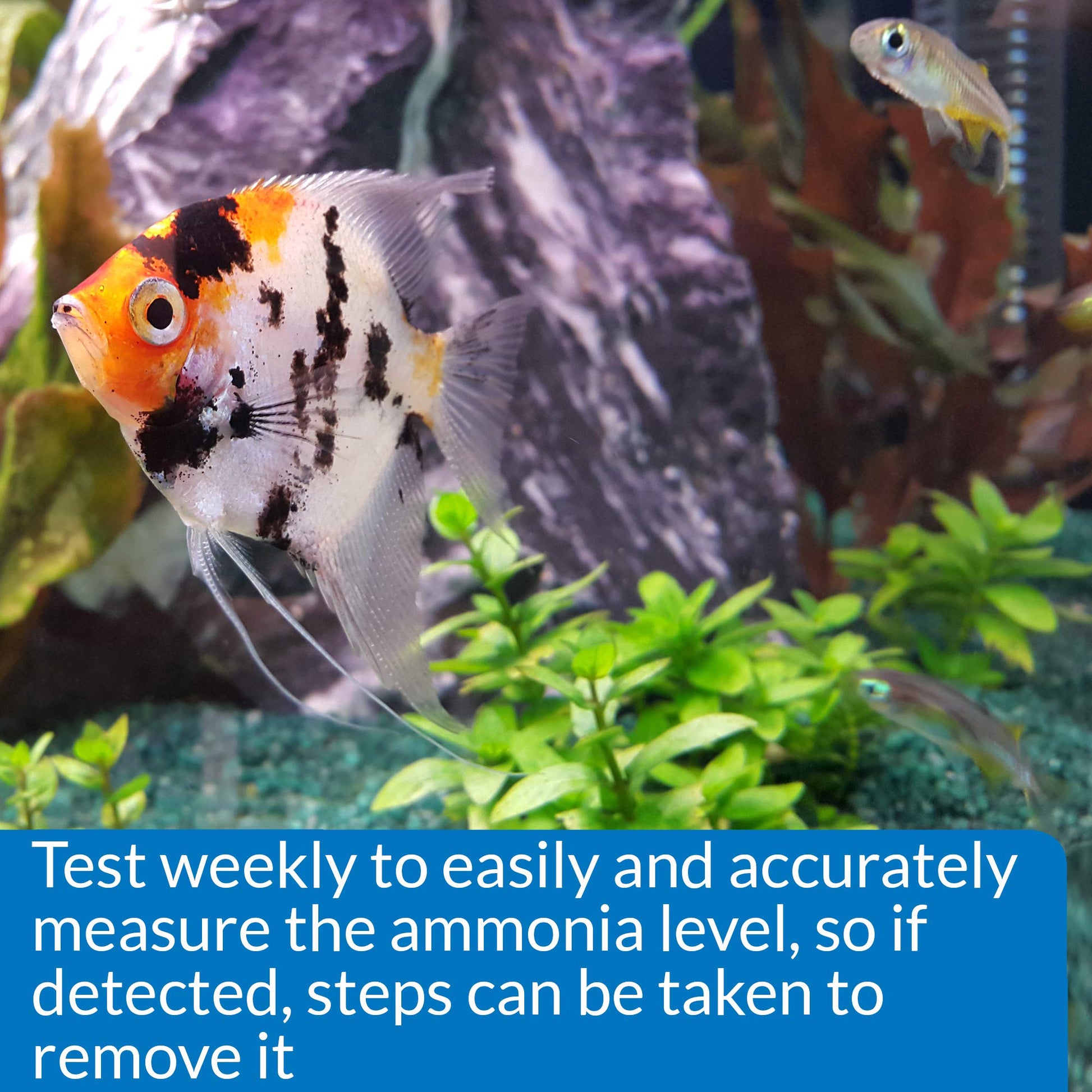 Your one-stop shop for diverse, top-quality aquarium supplies and accessories