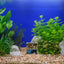 Your one-stop shop for diverse, top-quality aquarium supplies and accessories