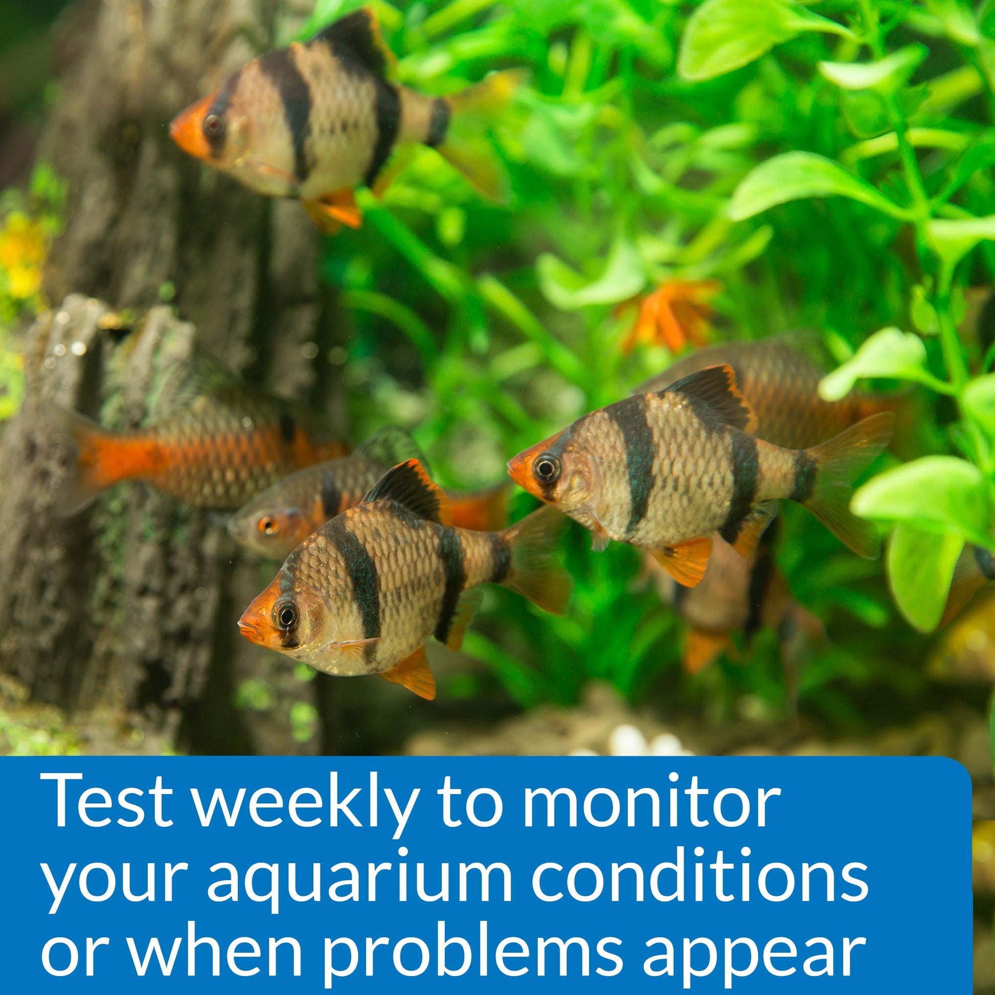 Your one-stop shop for diverse, top-quality aquarium supplies and accessories