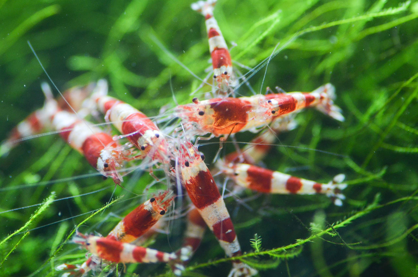 Your one-stop shop for diverse, top-quality aquarium supplies and accessories