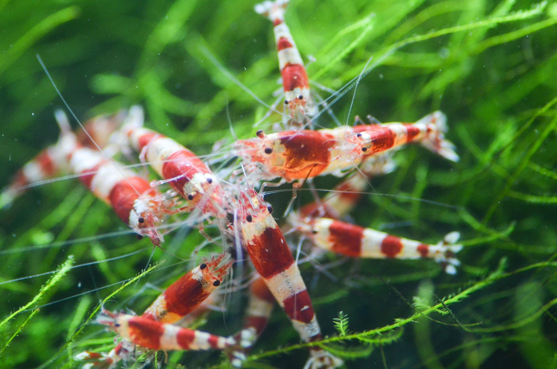 Your one-stop shop for diverse, top-quality aquarium supplies and accessories