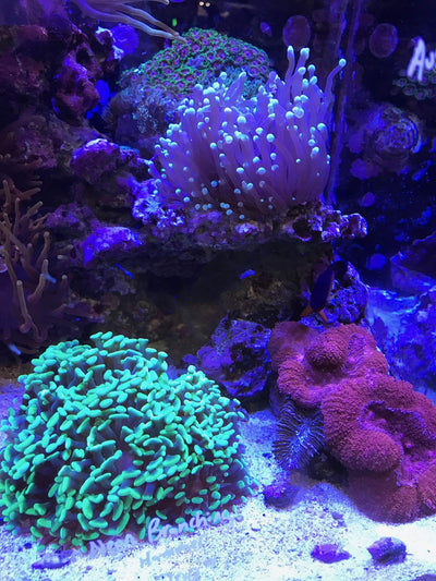 Your one-stop shop for diverse, top-quality aquarium supplies and accessories