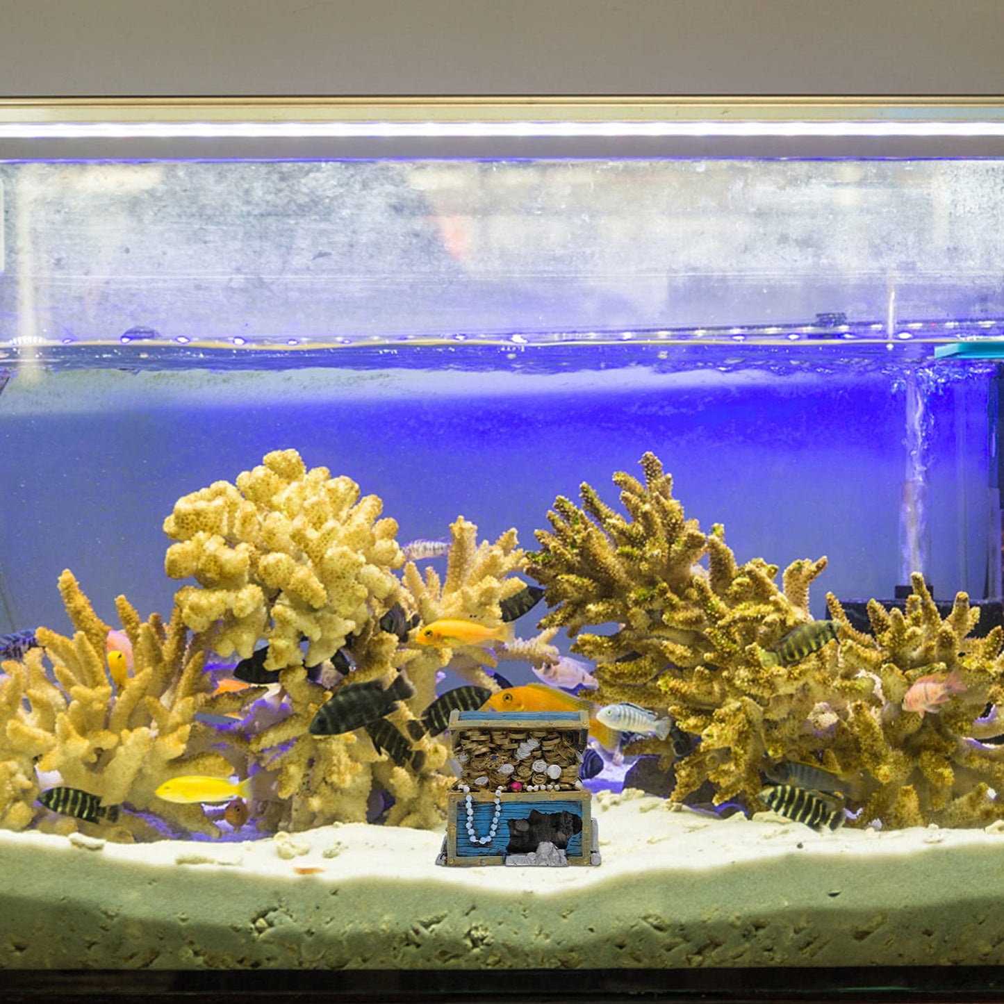 Your one-stop shop for diverse, top-quality aquarium supplies and accessories