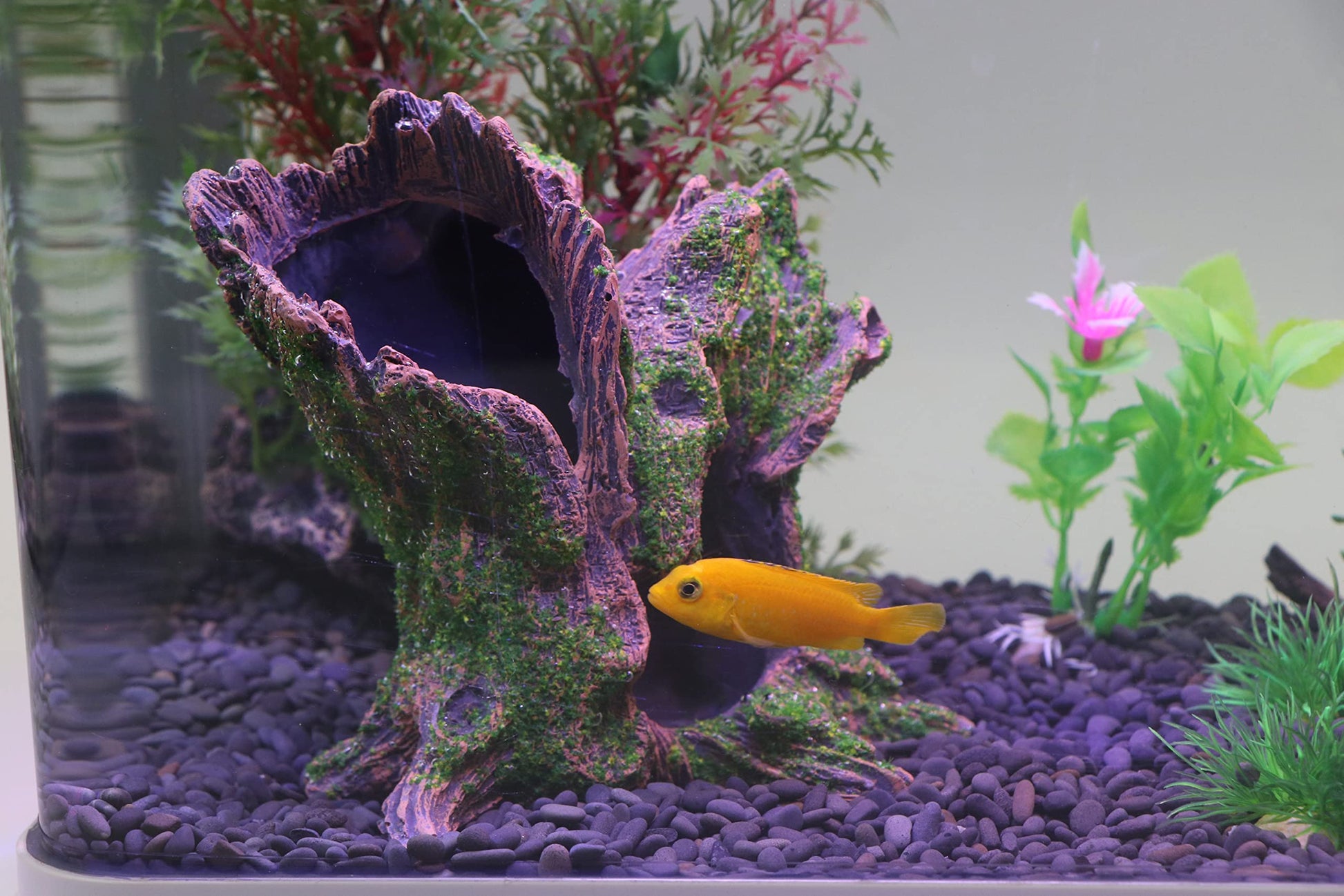 Your one-stop shop for diverse, top-quality aquarium supplies and accessories