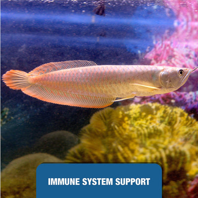 Your one-stop shop for diverse, top-quality aquarium supplies and accessories