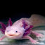 Your one-stop shop for diverse, top-quality aquarium supplies and accessories