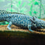 Your one-stop shop for diverse, top-quality aquarium supplies and accessories