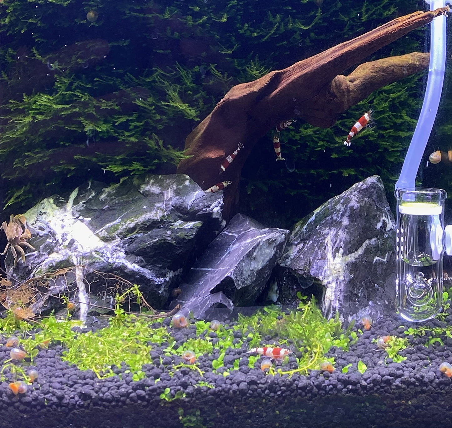 Your one-stop shop for diverse, top-quality aquarium supplies and accessories