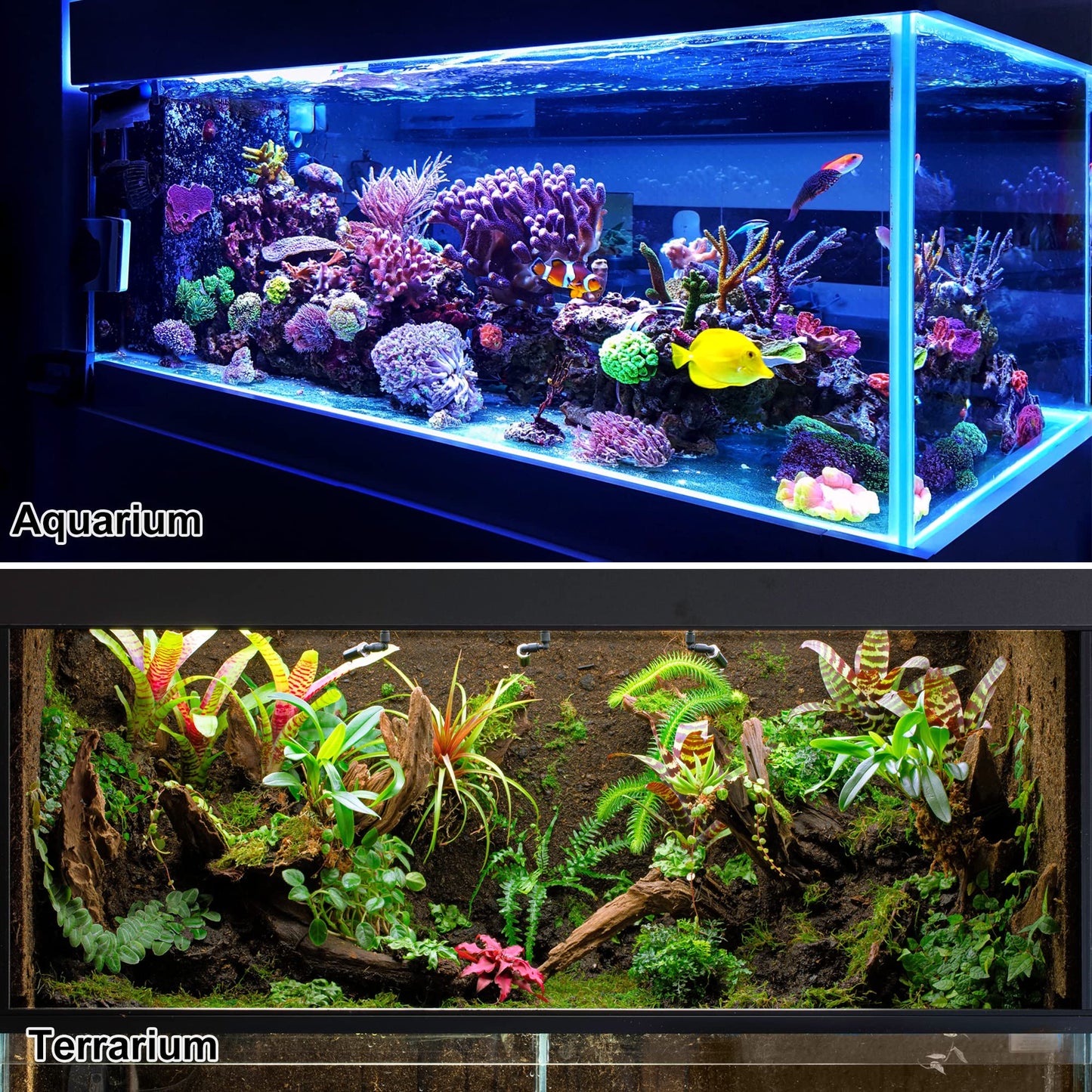 Your one-stop shop for diverse, top-quality aquarium supplies and accessories