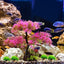 Your one-stop shop for diverse, top-quality aquarium supplies and accessories