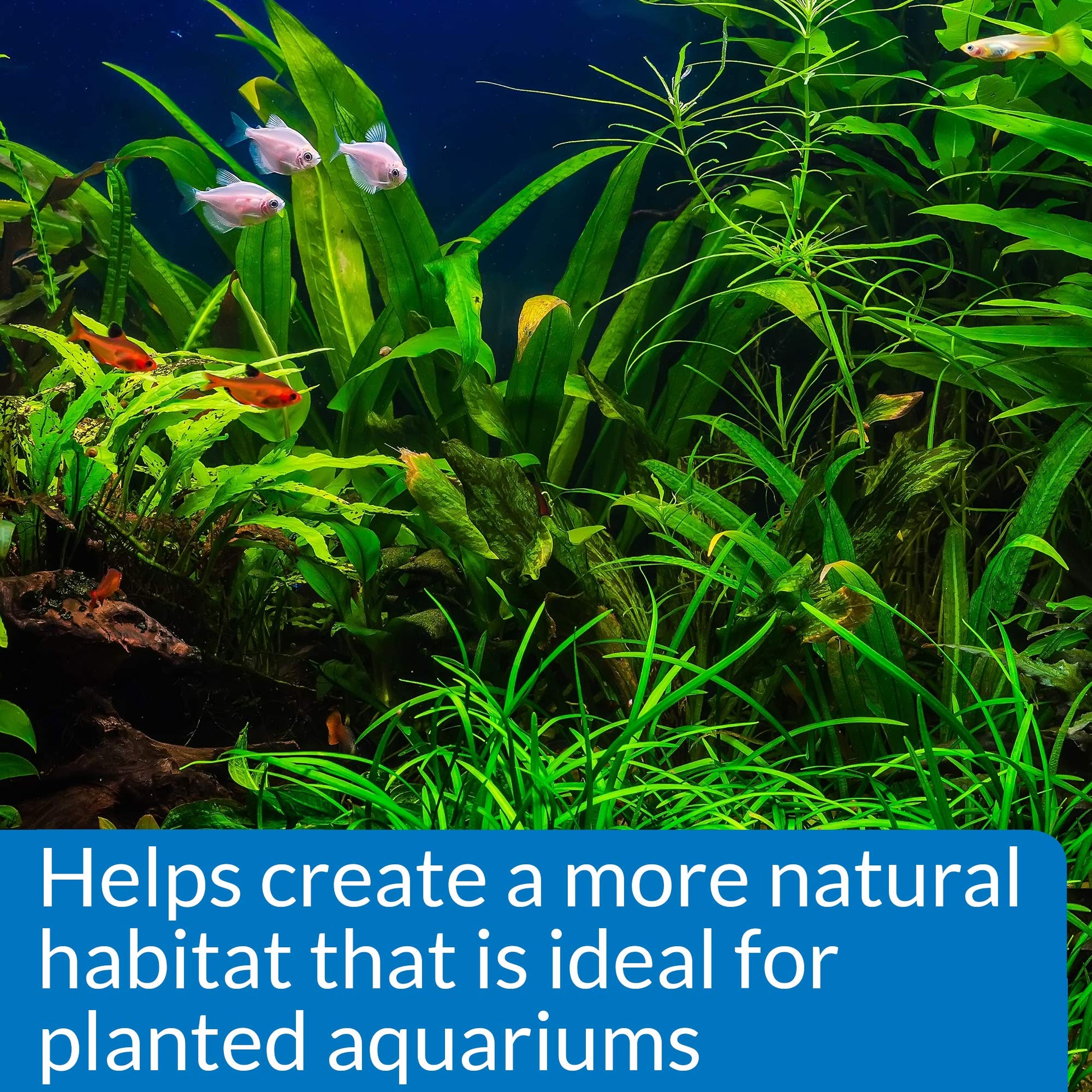 Your one-stop shop for diverse, top-quality aquarium supplies and accessories