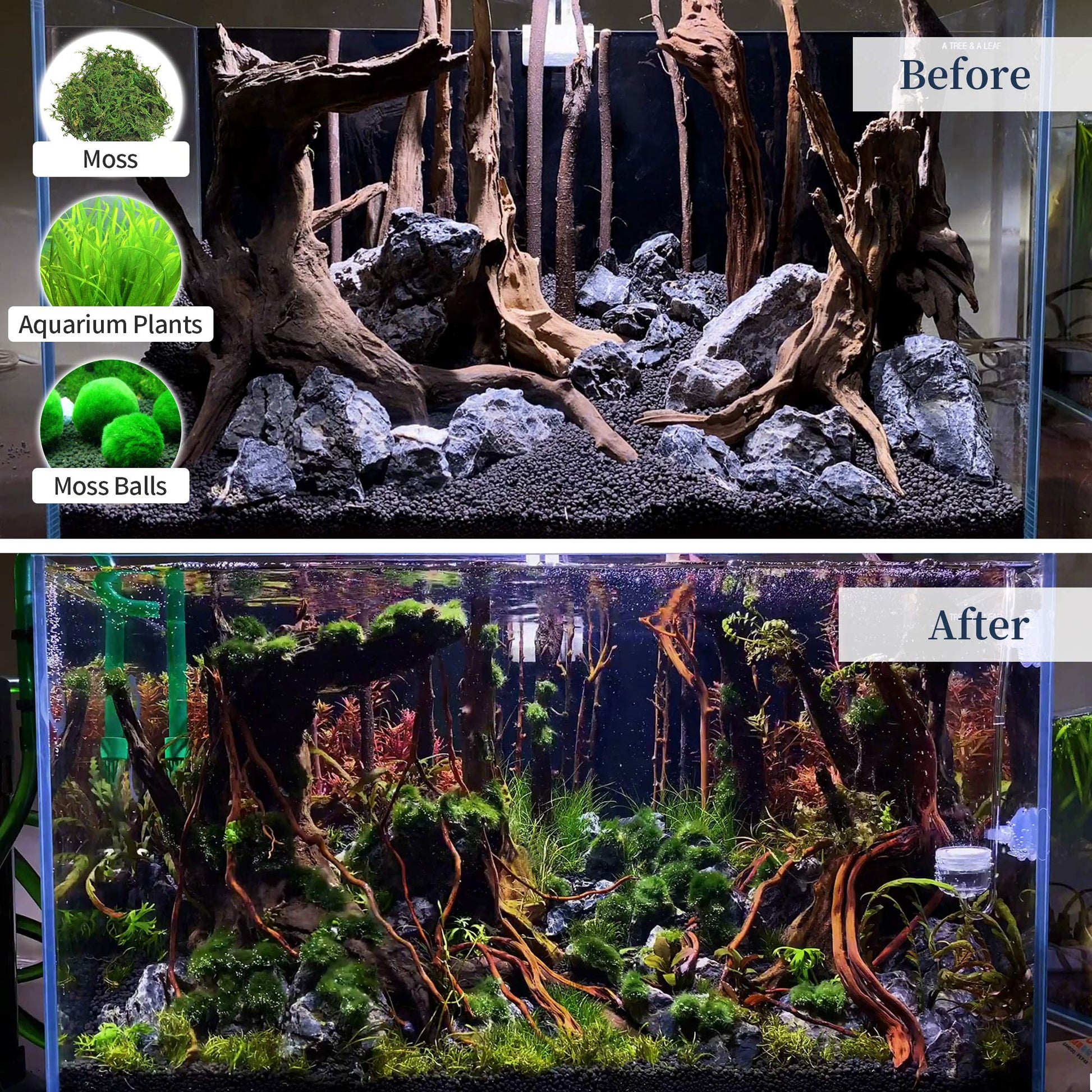 Your one-stop shop for diverse, top-quality aquarium supplies and accessories