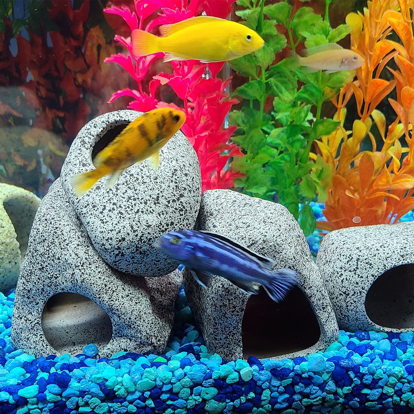 Your one-stop shop for diverse, top-quality aquarium supplies and accessories