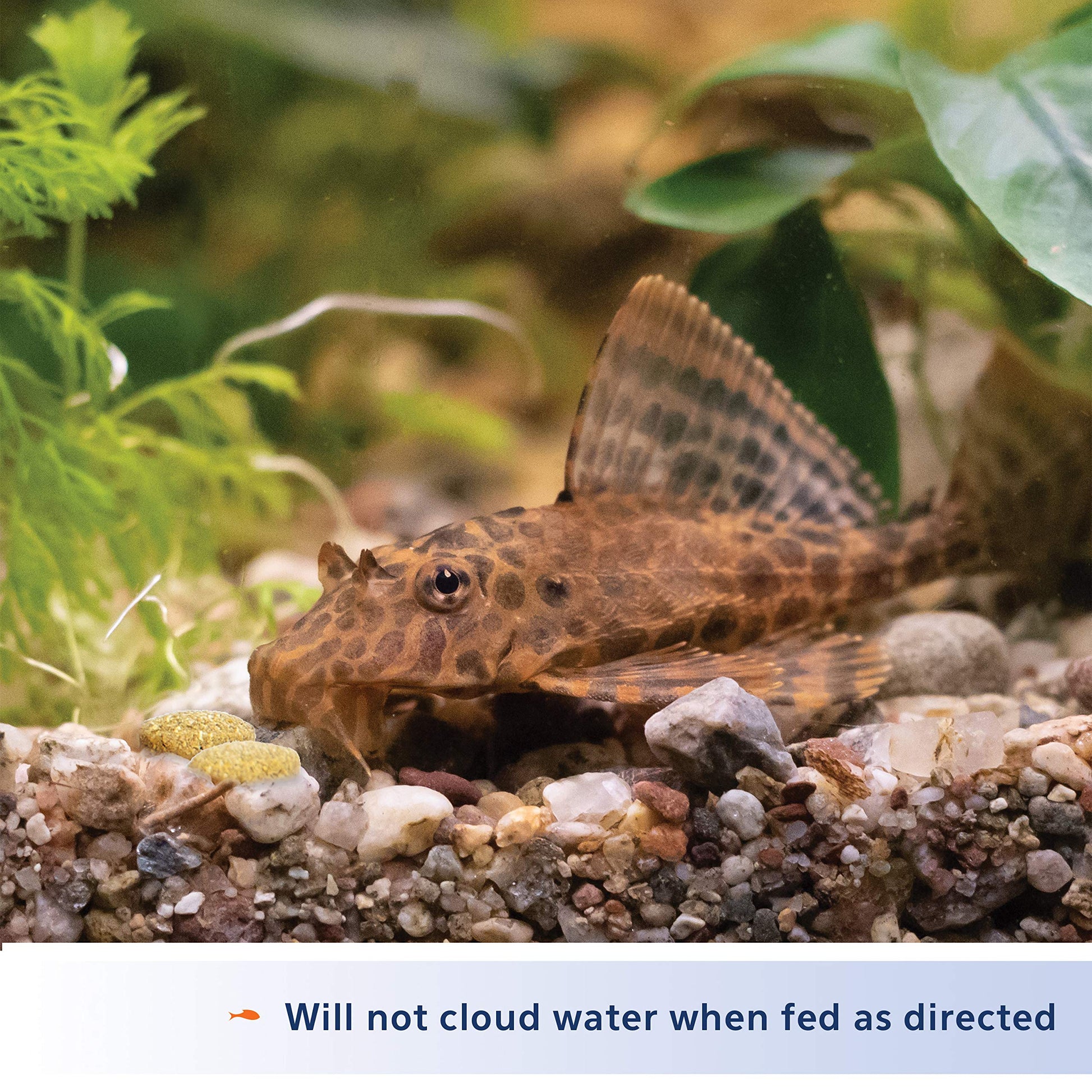 Your one-stop shop for diverse, top-quality aquarium supplies and accessories