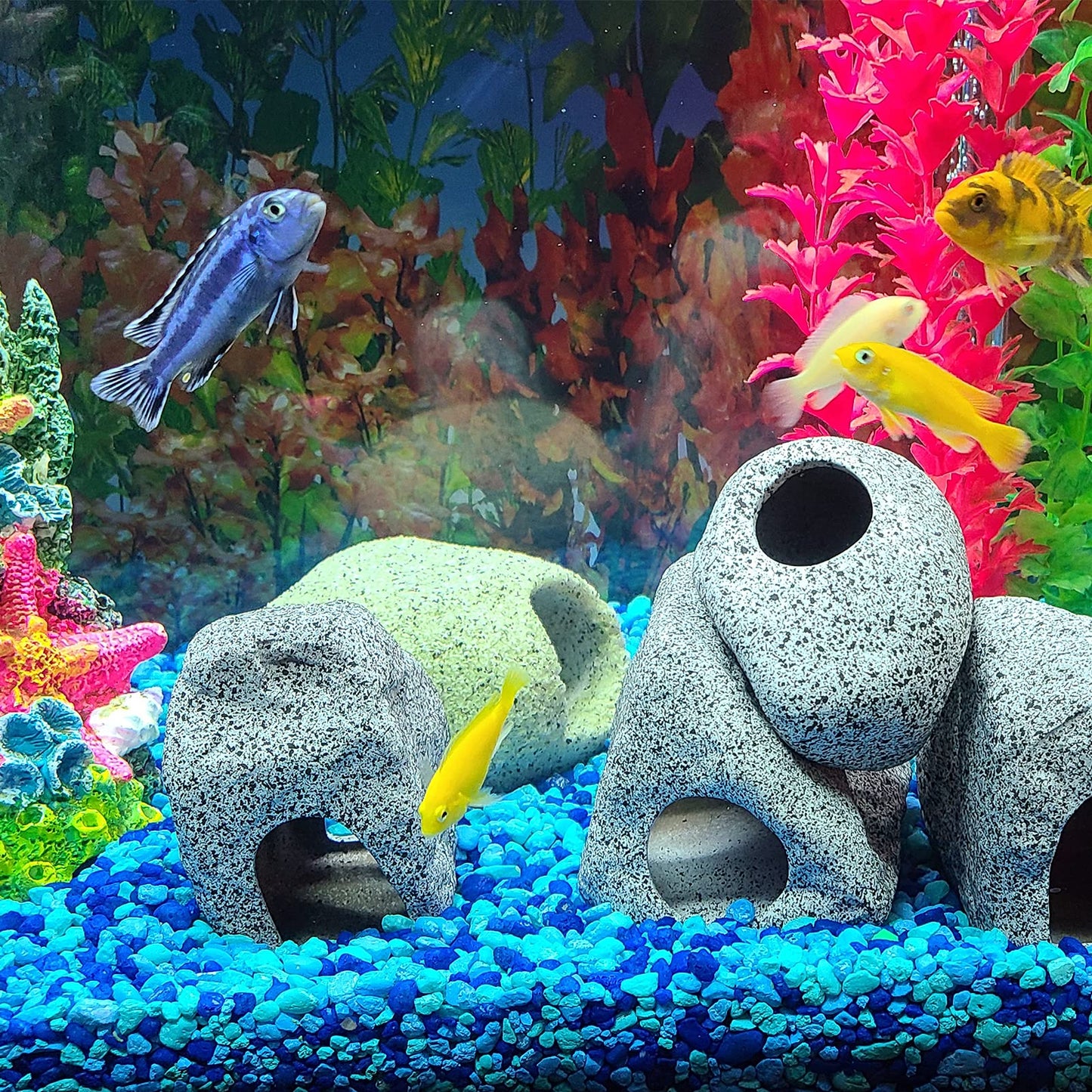 Your one-stop shop for diverse, top-quality aquarium supplies and accessories