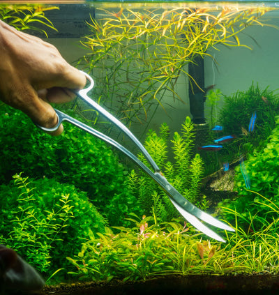 Your one-stop shop for diverse, top-quality aquarium supplies and accessories