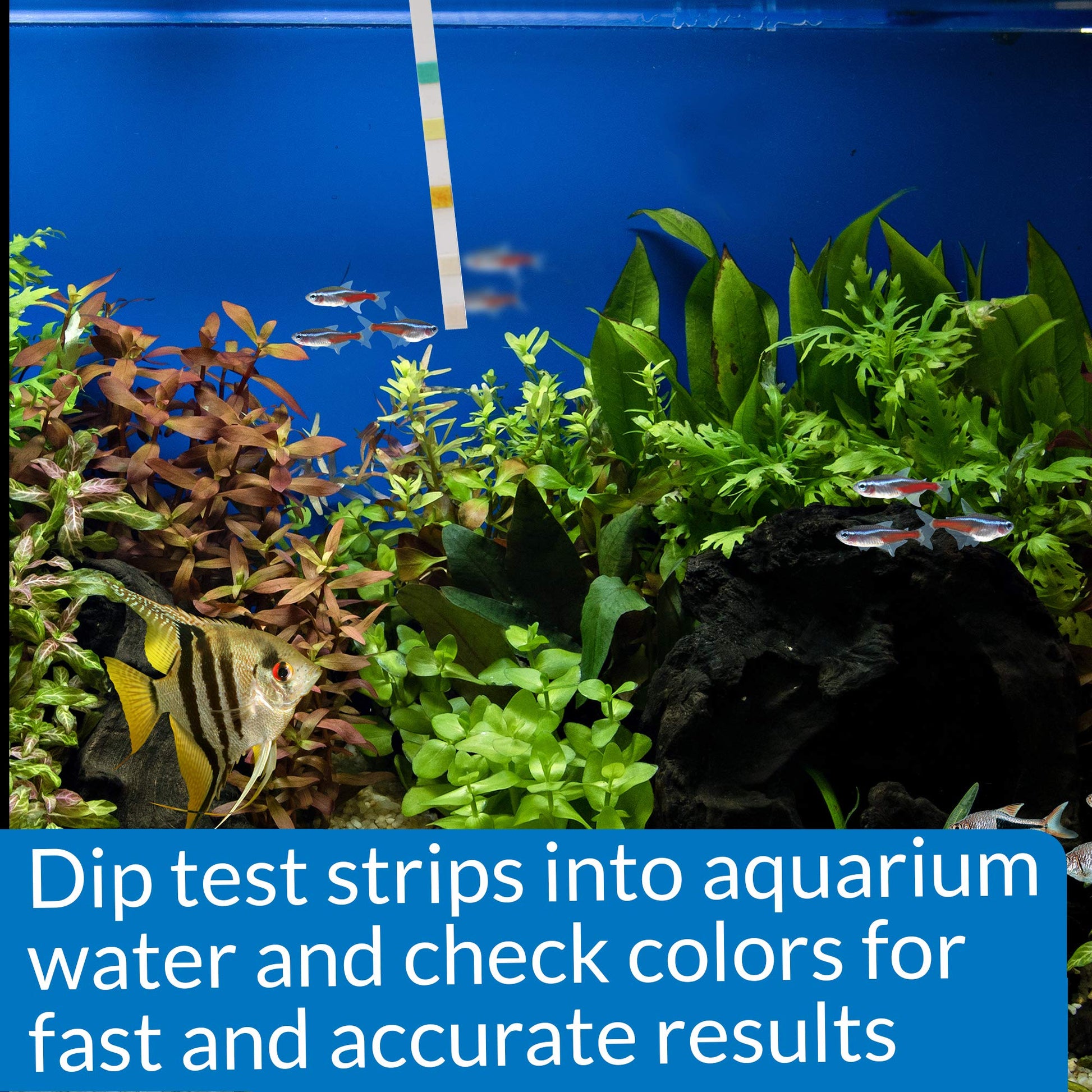 Your one-stop shop for diverse, top-quality aquarium supplies and accessories