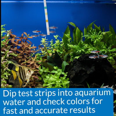 Your one-stop shop for diverse, top-quality aquarium supplies and accessories