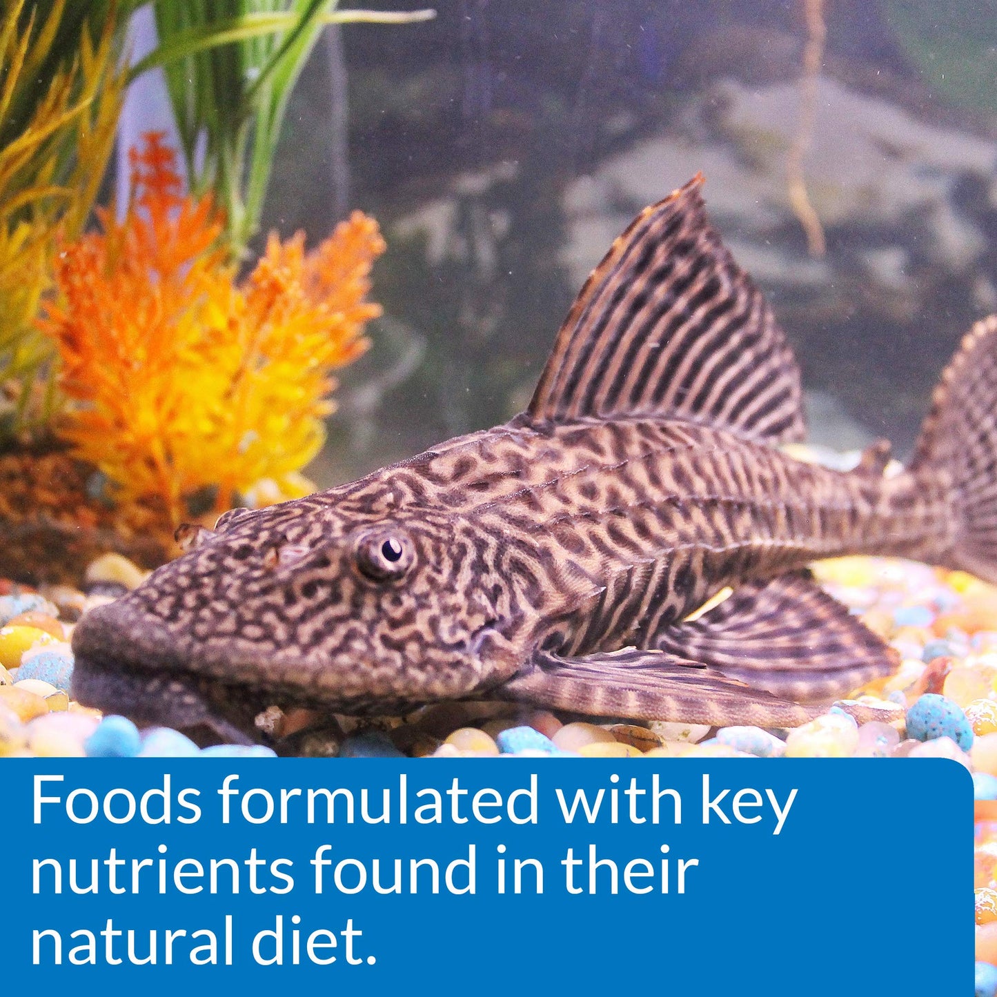 Your one-stop shop for diverse, top-quality aquarium supplies and accessories