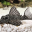 Your one-stop shop for diverse, top-quality aquarium supplies and accessories