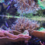 Your one-stop shop for diverse, top-quality aquarium supplies and accessories