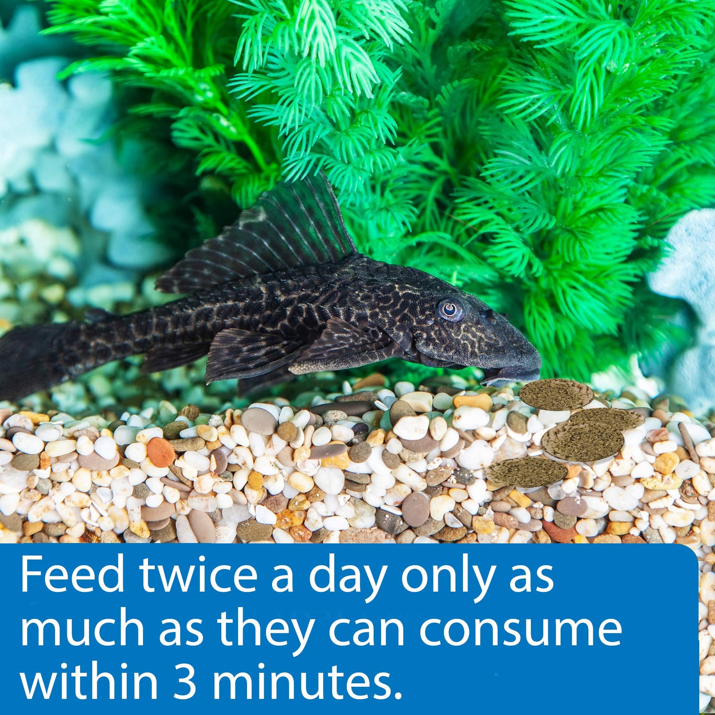 Your one-stop shop for diverse, top-quality aquarium supplies and accessories