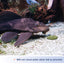 Your one-stop shop for diverse, top-quality aquarium supplies and accessories
