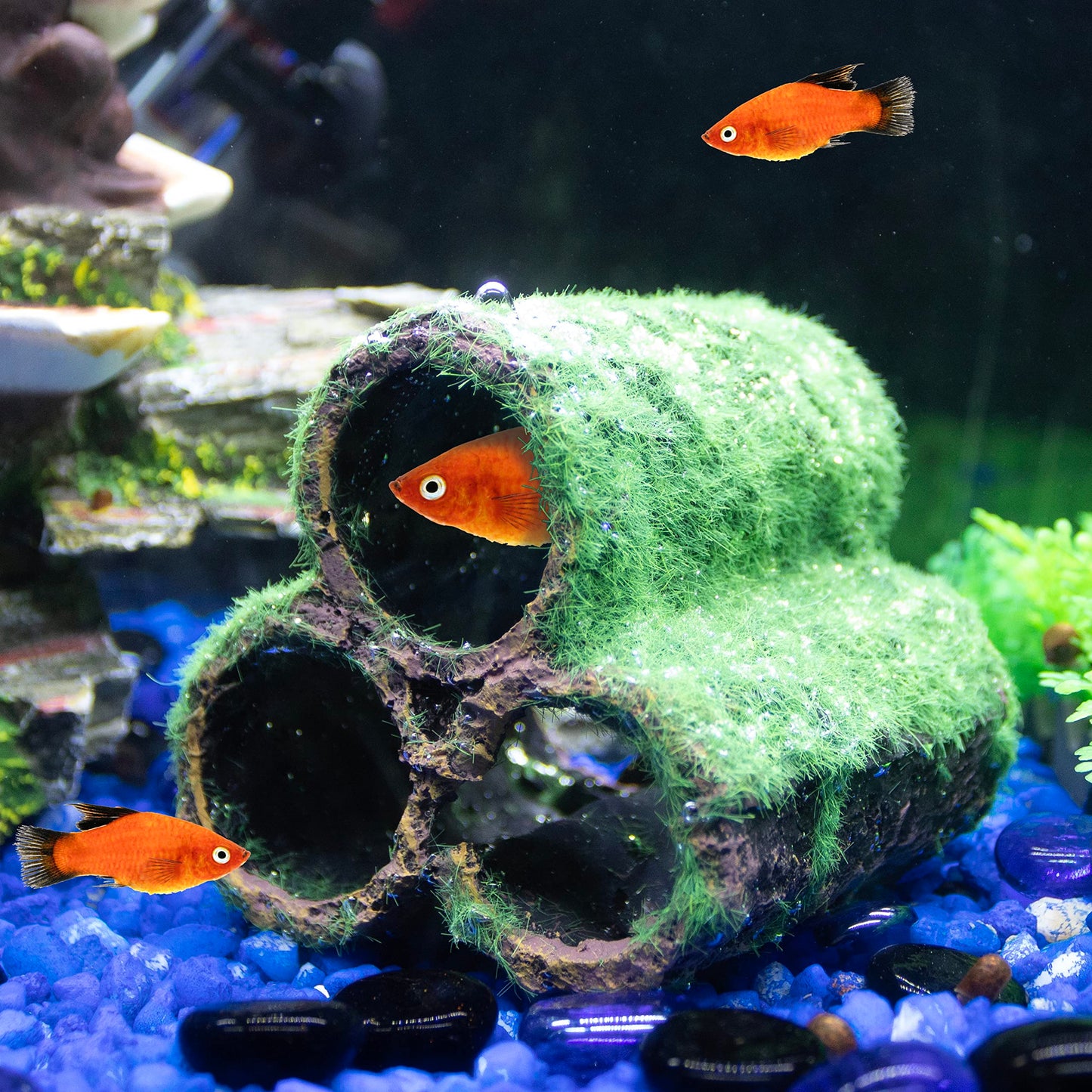 Your one-stop shop for diverse, top-quality aquarium supplies and accessories