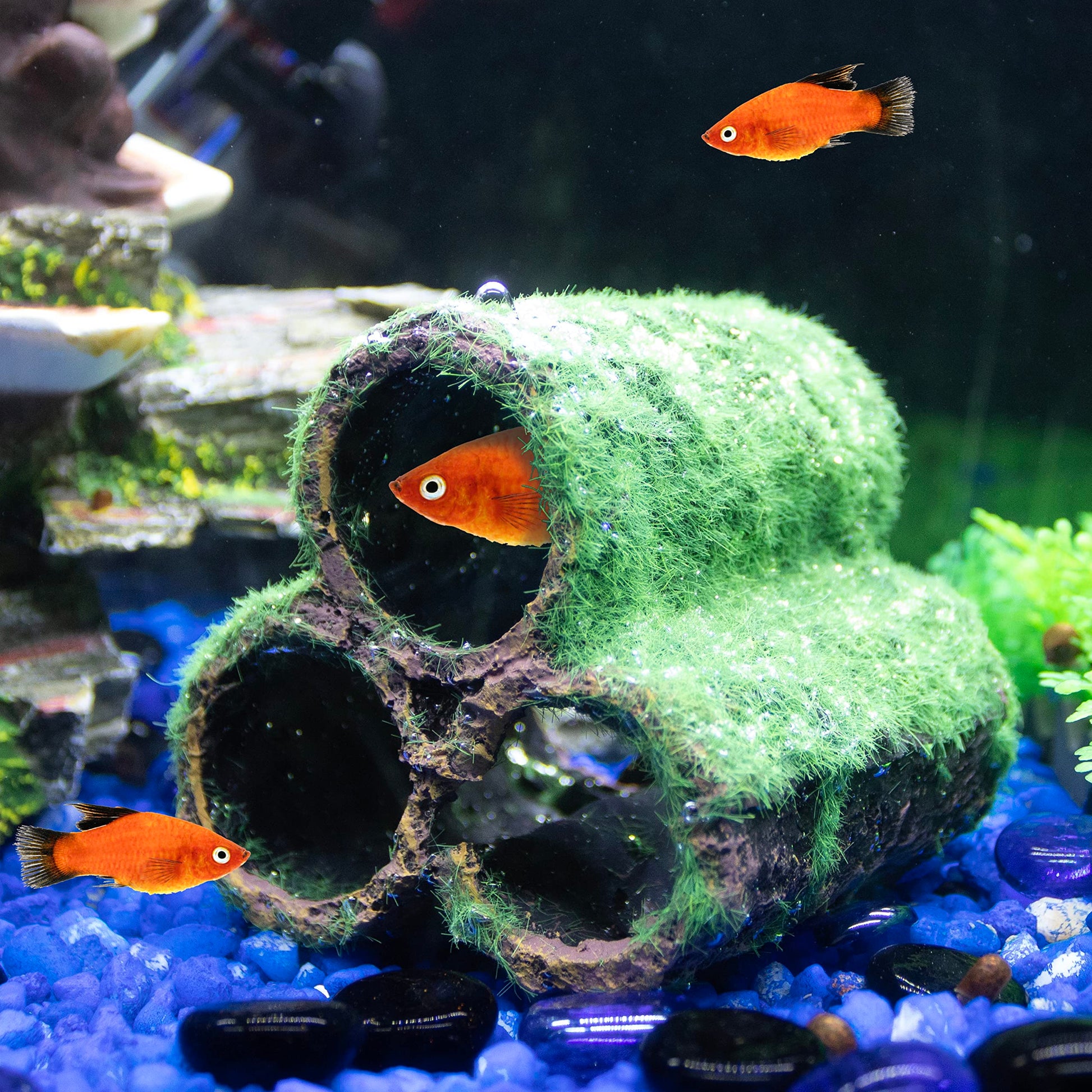 Your one-stop shop for diverse, top-quality aquarium supplies and accessories
