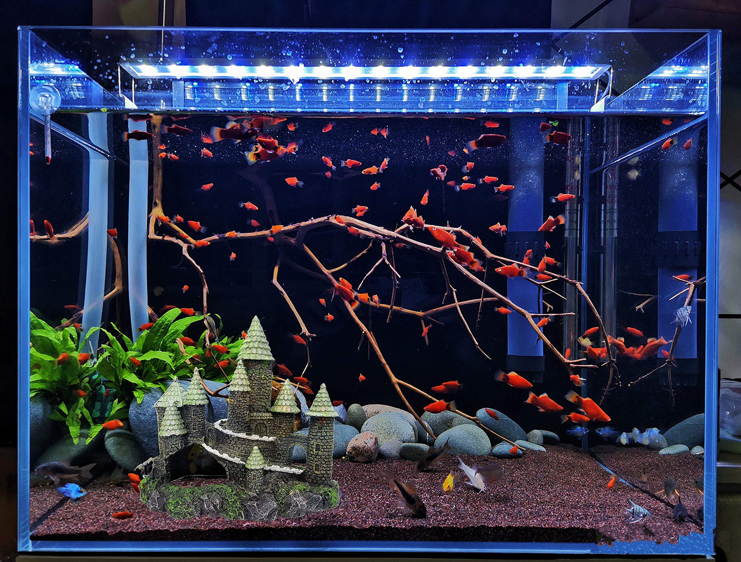 Your one-stop shop for diverse, top-quality aquarium supplies and accessories